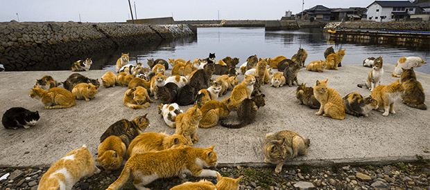 Photo by the Atlantic.