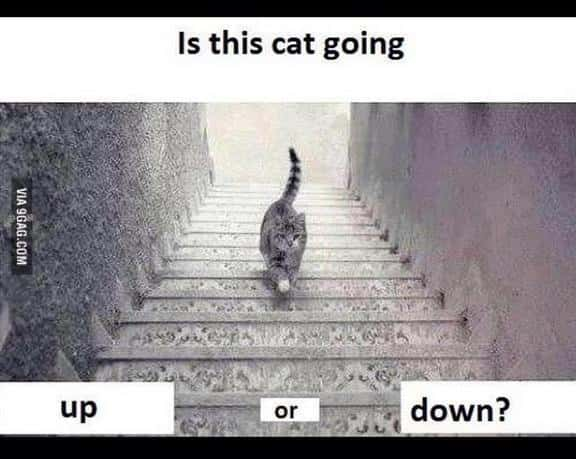 Cat-Up-or-Down.jpg