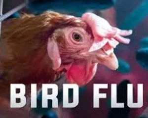 Avian Flu Detected At Daviess County Turkey Farm Flock Quarantined