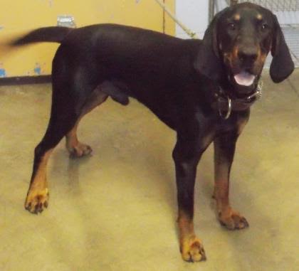 Old coonhound hot sale