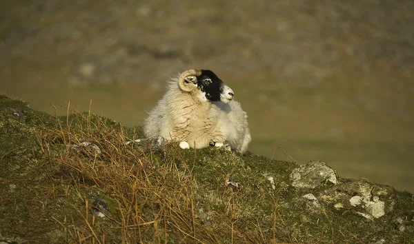 Britain S Loneliest Sheep Rescued From Remote Scottish Cliff Kbnw