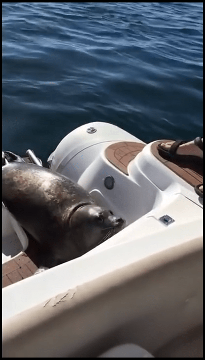 Seal Jumps On Boat To Escape Hunting Orcas Kora