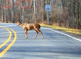 DNR Hosts Seminars On Spread Of Chronic Wasting Disease In Iowa’s Deer Populations