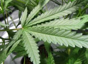 Arrest Warrants Requested Based On Lab Results