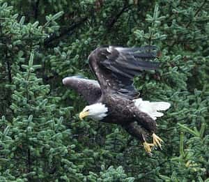 Saturday’s Earth Day Carnival Will Feature Live Bald Eagle Release