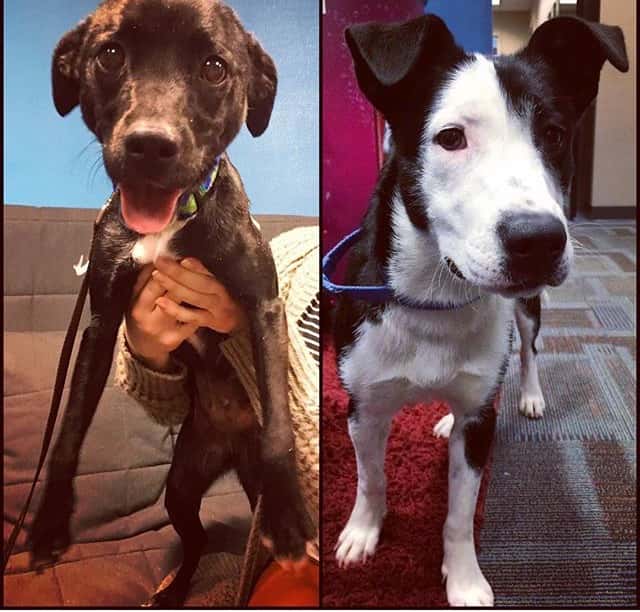 Playful Pet of the Week WURV 103.7 Play