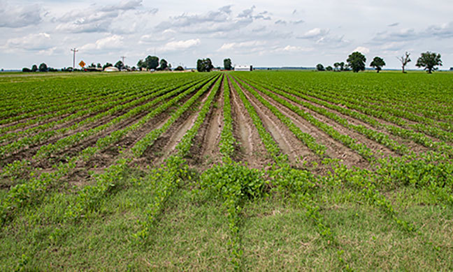 Assessment Shows U S Soy S Carbon Footprint Has Considerably Decreased