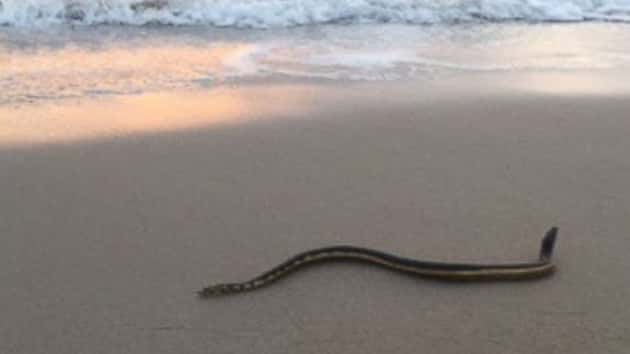 Gas Prices In California >> Yellow-Bellied Sea Snake Washes Up on SoCal Shore ... Gas Prices In California >> Yellow-Bellied Sea Snake Washes Up on SoCal Shore ...