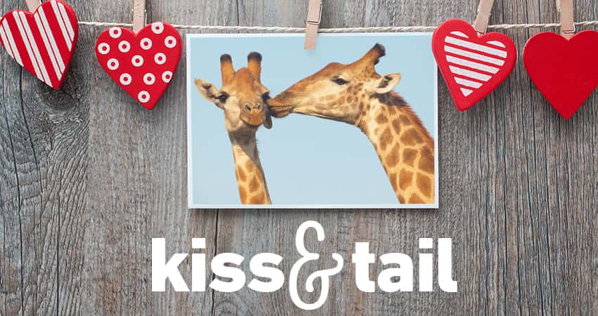 Kiss & Tail