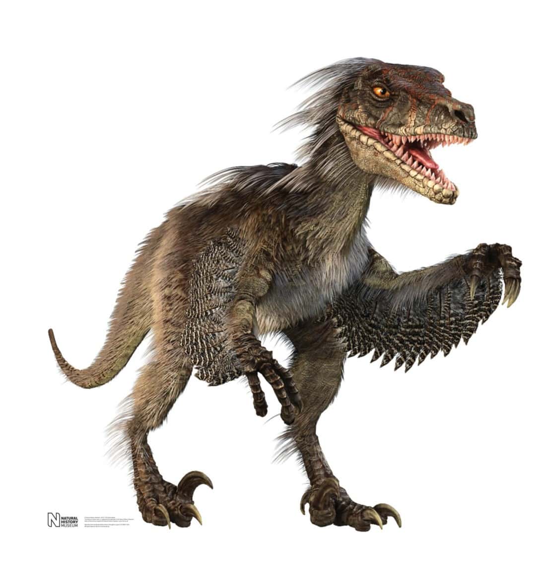raptor