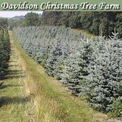 maryland christmas tree farms wbal radio 1090 am maryland christmas tree farms wbal radio 1090 am