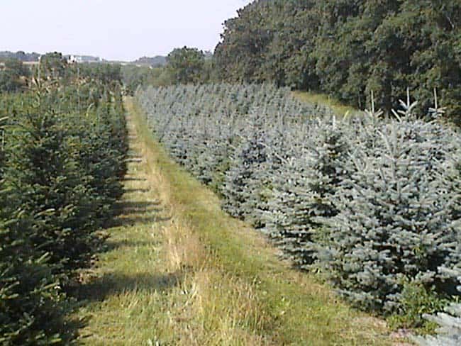 maryland christmas tree farms 98 rock baltimore maryland christmas tree farms 98 rock baltimore