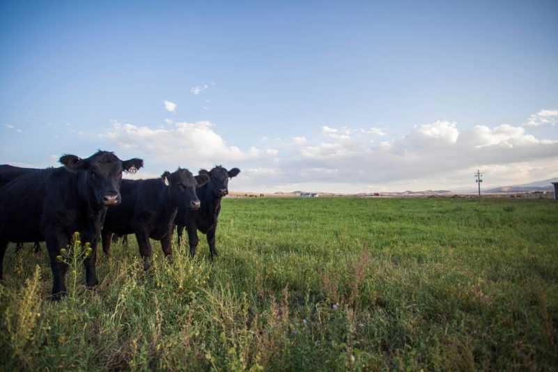 China opens gates to US beef imports