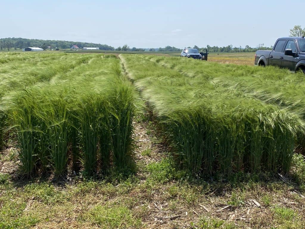 2022 UK Wheat Field Day WKDZ Radio