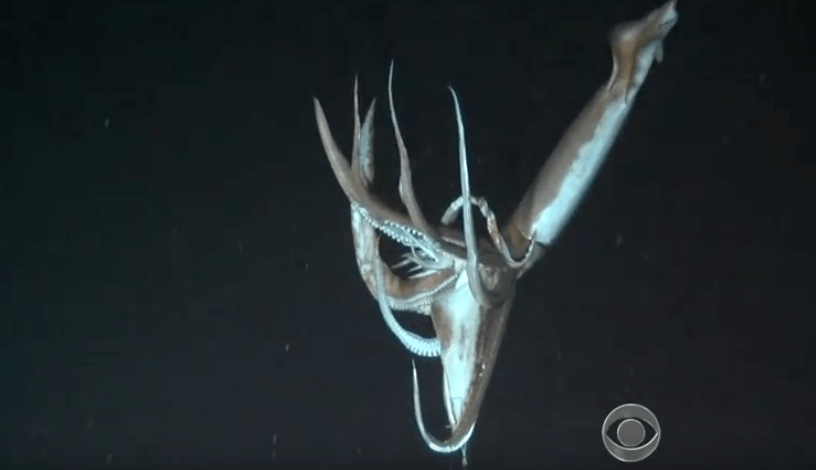 watch-a-giant-squid-caught-on-camera-cnn-video