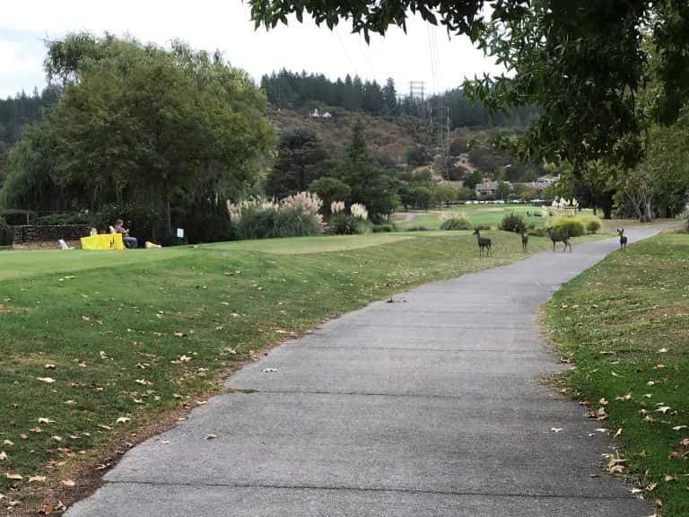 Some deer came by to visit. Photo by Karma Hughes