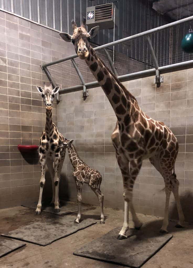 Zoo Has New Baby Giraffe, Monkey | KTTS