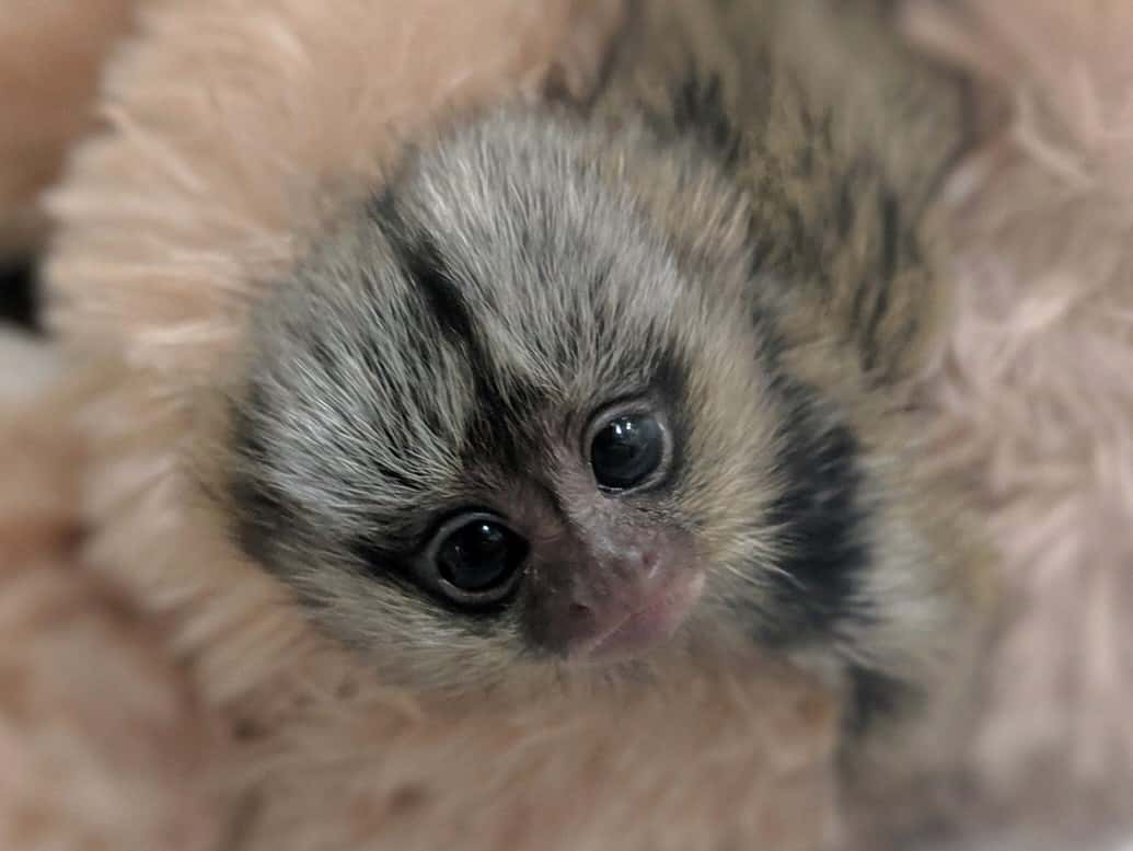 Wonders Of Wildlife Asking For Public To Vote On Baby Monkey Name Ktts