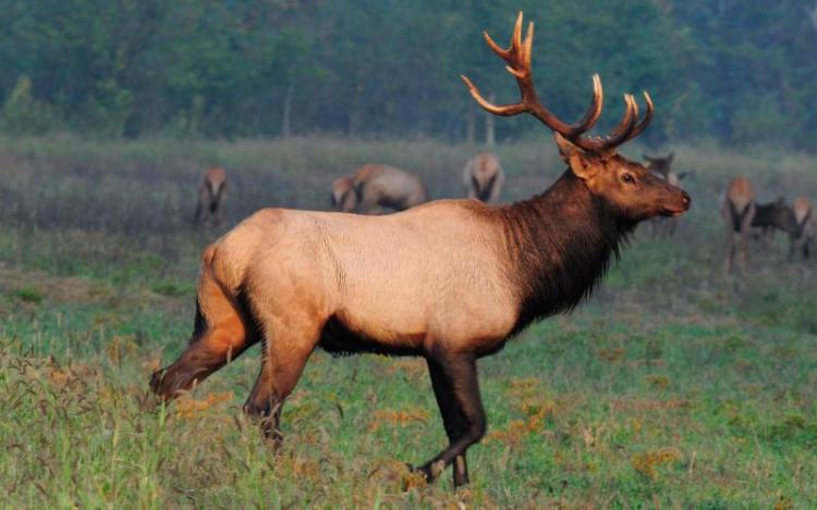 ELK HUNTING BEGINS AGAIN IN MISSOURI FOR THE FIRST TIME IN OVER A ...