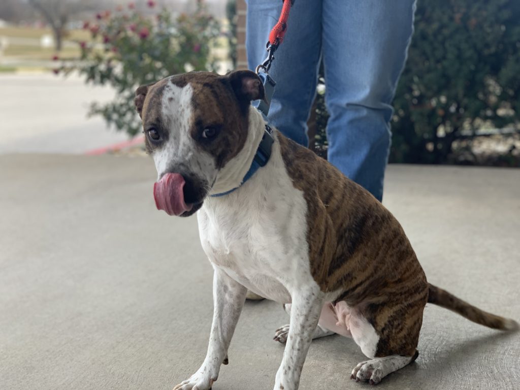 KTTS RICK'S RESCUE BUDDIES: GRACIE - Vimarsana News