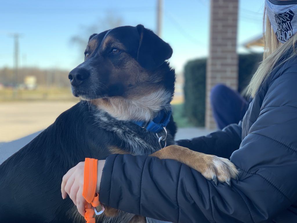 KTTS RICK'S RESCUE BUDDIES: AUGUSTUS - Vimarsana News