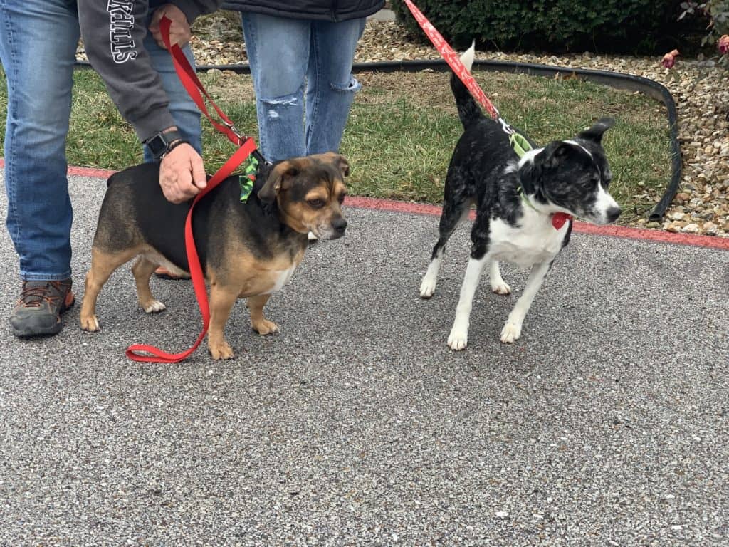 KTTS RICK'S RESCUE BUDDIES: STELLA & DUKE - Vimarsana News