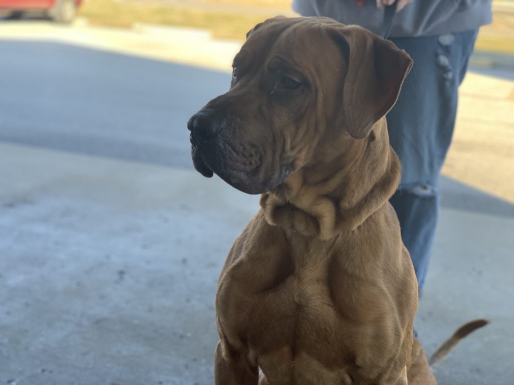 KTTS RICK'S RESCUE BUDDIES: OTIS - Vimarsana News