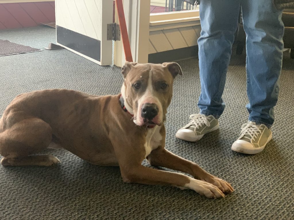 KTTS RICK'S RESCUE BUDDIES: BRUNO - Vimarsana News