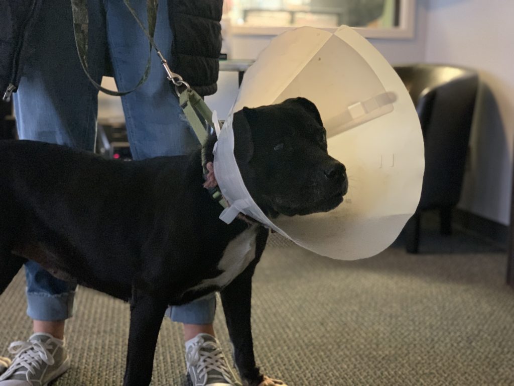 KTTS RICK'S RESCUE BUDDIES: ANNIE - Vimarsana News