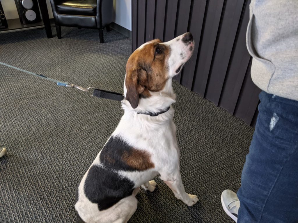 KTTS RICK'S RESCUE BUDDIES: BUCKWHEAT - Vimarsana News