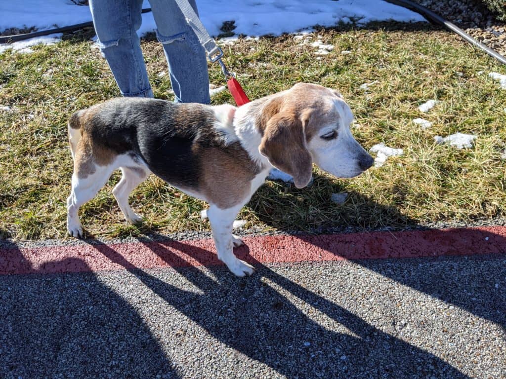 KTTS RICK'S RESCUE BUDDIES: DASH - Vimarsana News