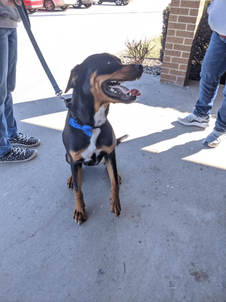 KTTS RICK'S RESCUE BUDDIES: DEXTER - Vimarsana News