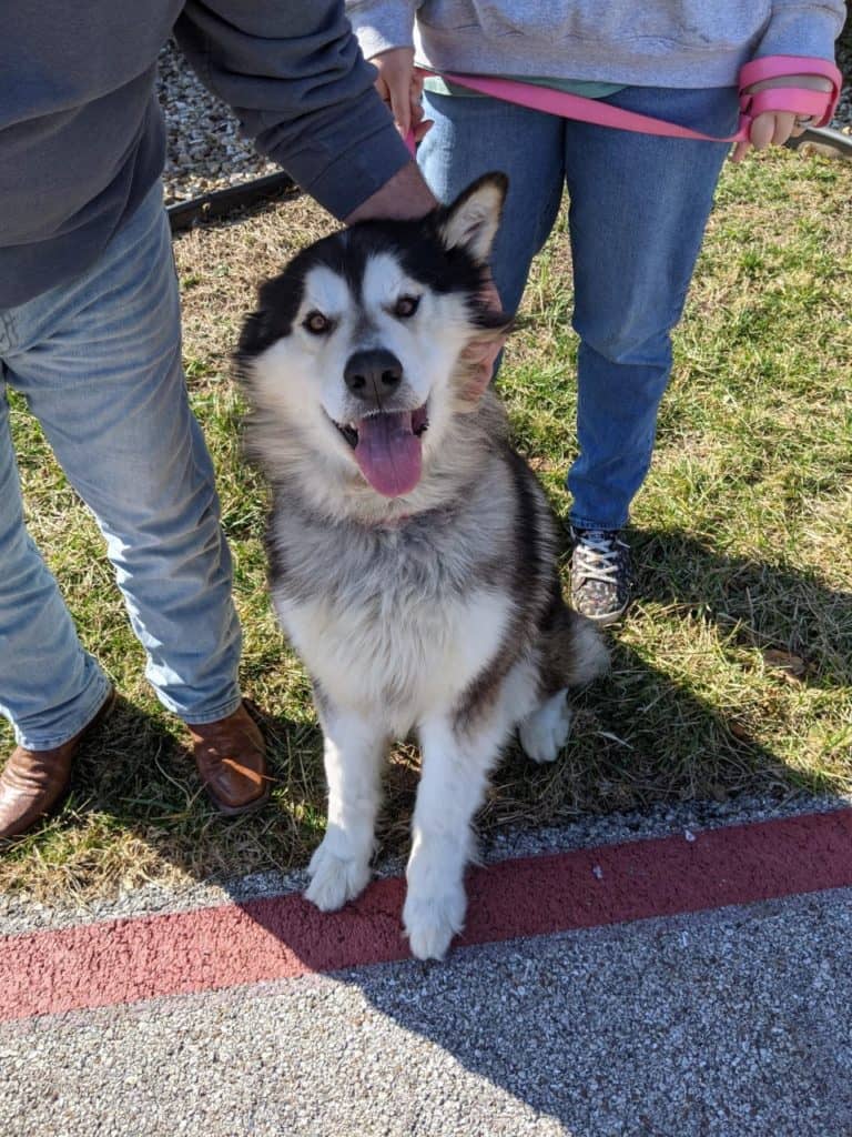 KTTS RICK'S RESCUE BUDDIES: LEO - Vimarsana News