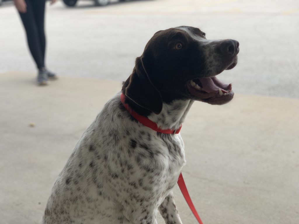 KTTS RICK'S RESCUE BUDDIES: BODHI - Vimarsana News