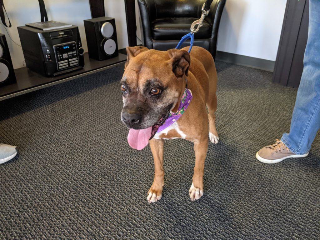 KTTS RICK'S RESCUE BUDDIES: BELLA - Vimarsana News