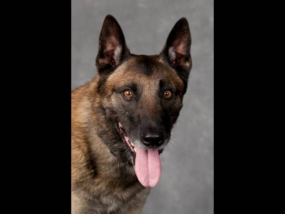 Retired Police Dog Aries Passes Away - Vimarsana News