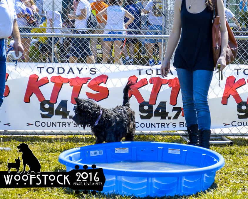 woofstock2016-46_1462891058049_37918729_ver1-0_900_675