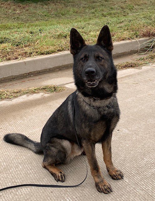 Missouri State Highway Patrol Troop D K-9 Retires - Vimarsana News