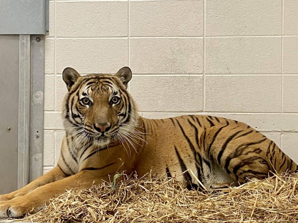 Dickerson Park Zoo Adds Malayan Tiger - Vimarsana News