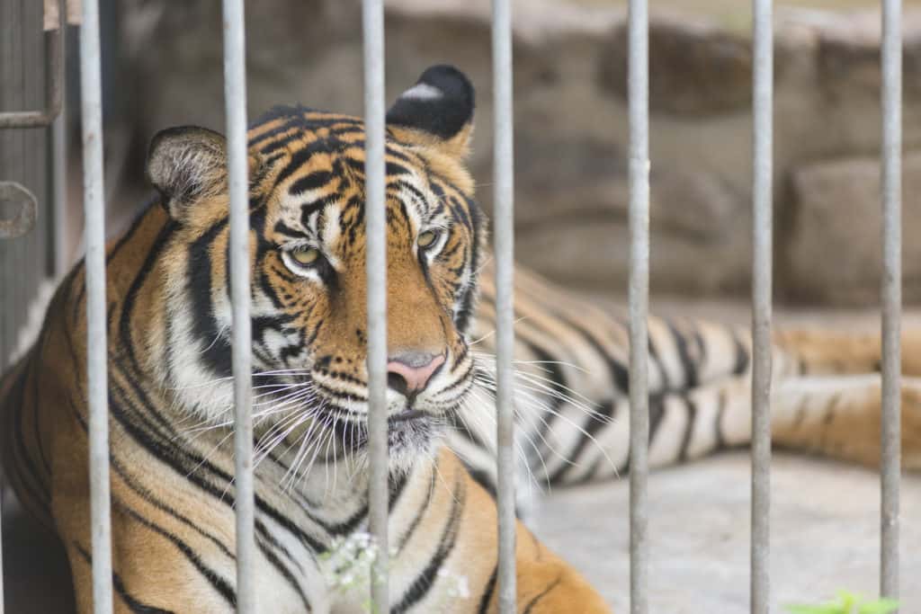 Tiger King Zoo Closed Becca James Star 102.1 Star 102.1