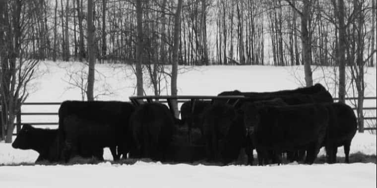 Feeder Design Reduces Hay Waste Northern Ag Network