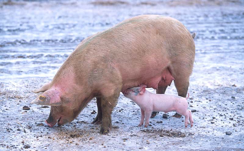 Usda Vague On Ped Tracking Northern Ag Network