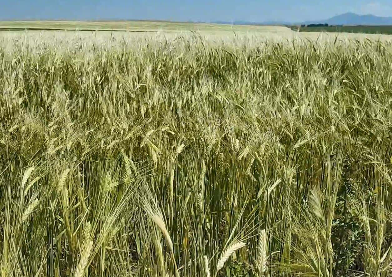 MSU Introduces Two New Winter Wheat Varieties | Northern AG Network