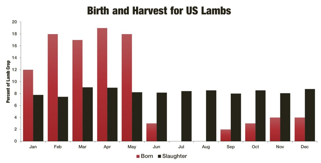 does-out-of-season-lambing-offer-profit-opportunities-northern-ag-network