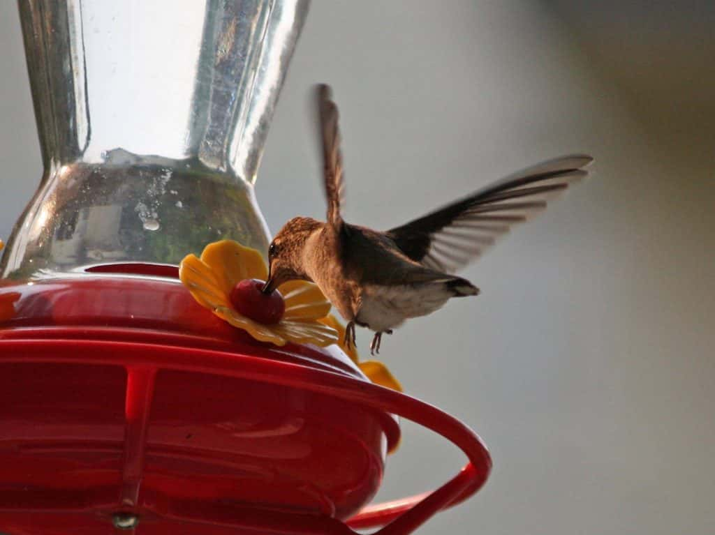 Time To Put Up Hummingbird Feeders 94 9 The River Part 2