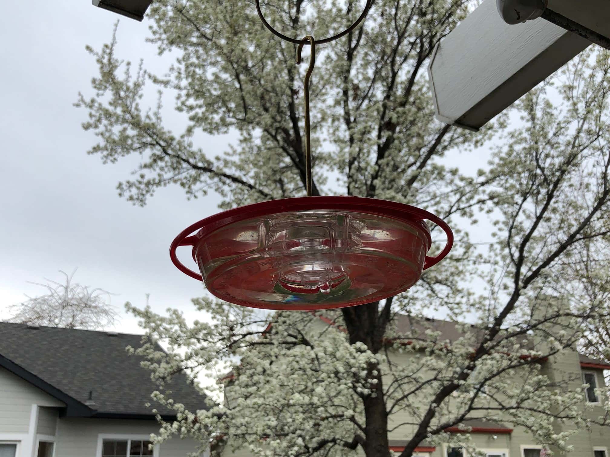 Time to Put Up Hummingbird Feeders KRVB