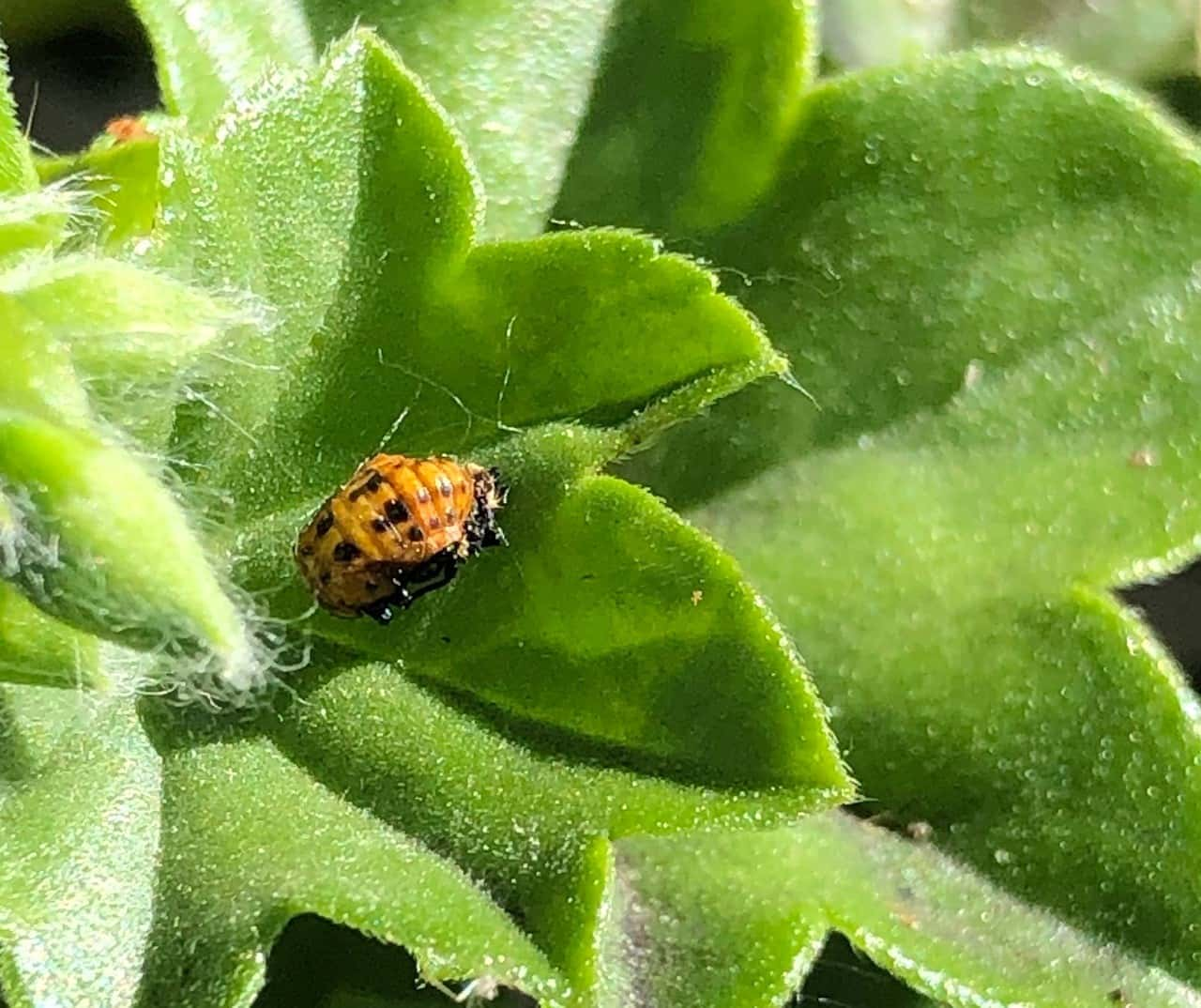 Baby Ladybugs Pictures