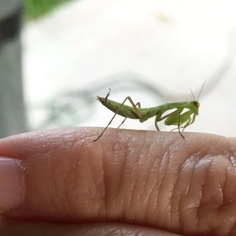 Babby Do Praying Mantis Bite