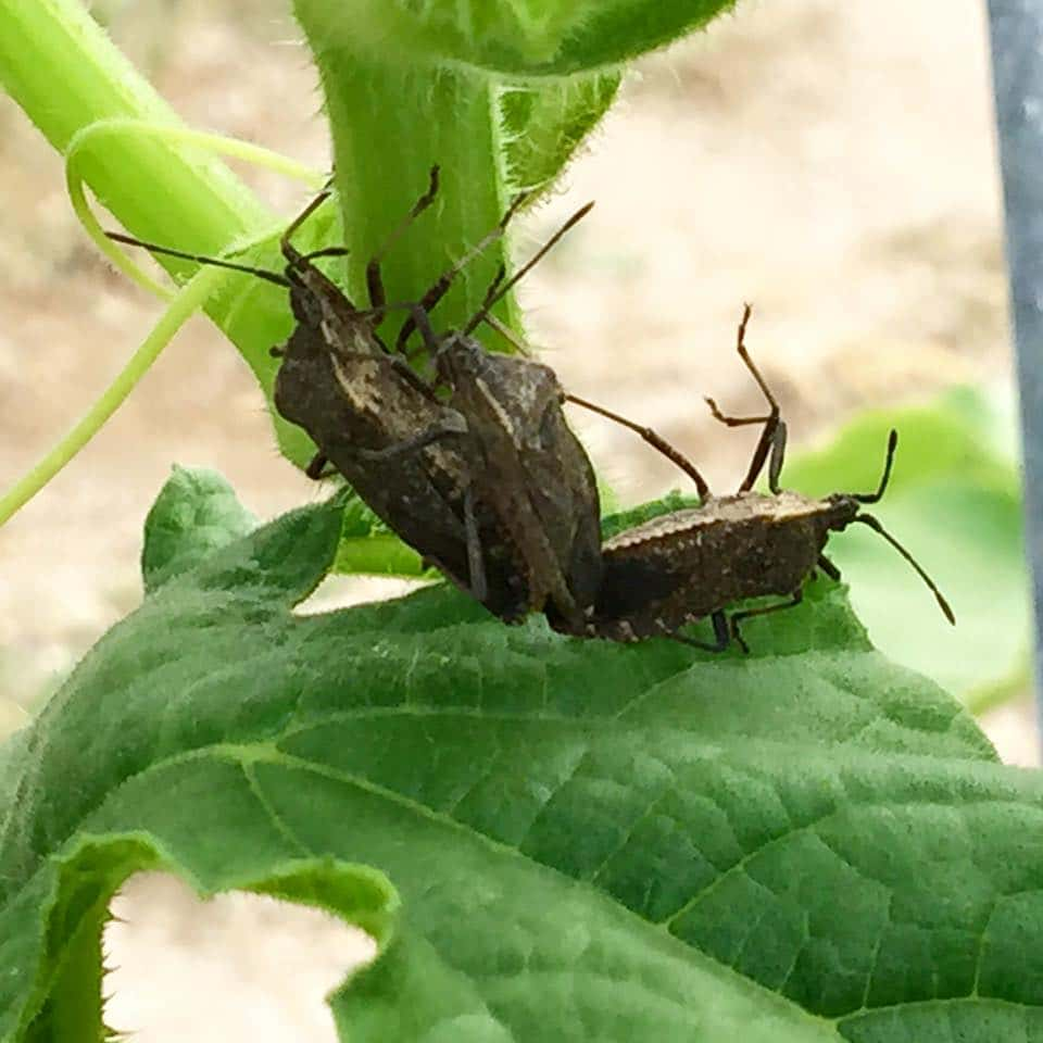 Squash Bugs Three 