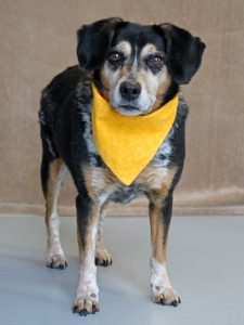 Adopt Beatrix